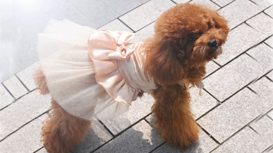 Рокля / домашен любимец