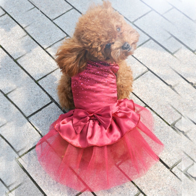 Рокля / домашен любимец