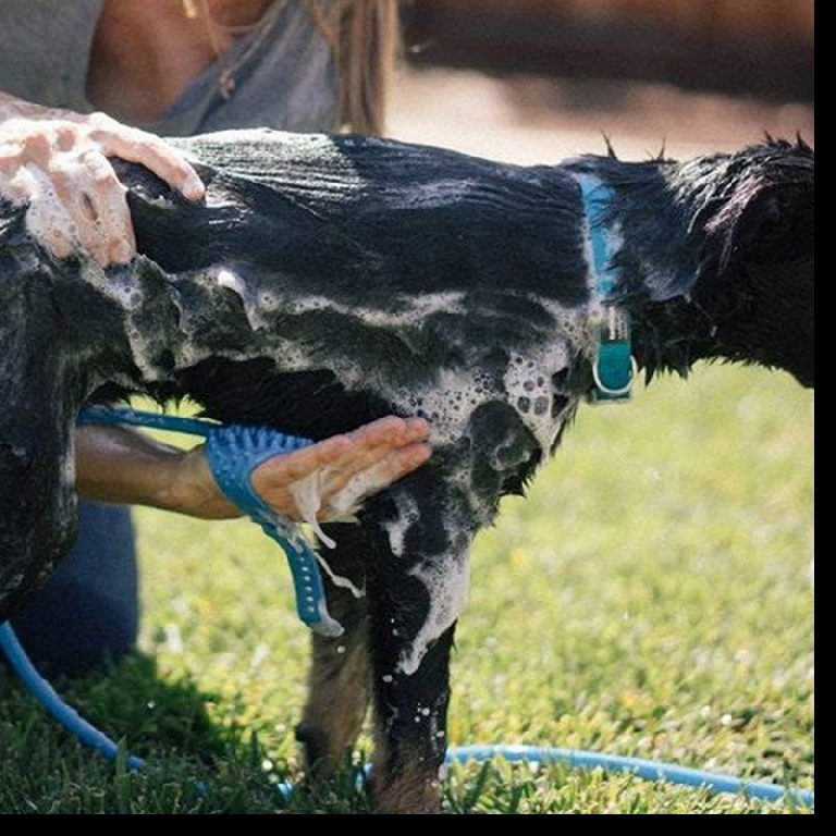 Много удобен подвижен душ за къпане на кучета